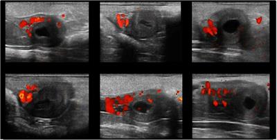 Laterality of Ovulation and Presence of the Embryo Do Not Affect Uterine Horn Blood Flow During the First Month of Gestation in Llamas